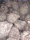 Witam. Sprzedam seler kal 300-1000 gram. Brudny w bb nadający się do mycia. Około 20t