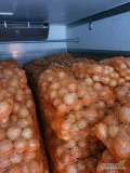 Sprzedam mloda cebule worek 10 lub 15kg, ilosci paletowe I calosamochodowe&nbsp;