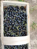 Sprzedam porzeczki czarne ręcznie rwane codzienie od 30.06.2025 po około 100 - 200 kg dziennie. 
