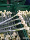 Sprzedam cebulę dymkę ze szczypiorem (produkcja do połowy czerwca)