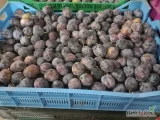 Sprzedam śliwki odmiana lepotica