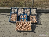 Sprzedam pieczarkę brązową 4/6 - pakowanie według życzenia klienta (3kg, K500, K400, K300, K250)