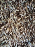 Sprzedam owies 50 t
