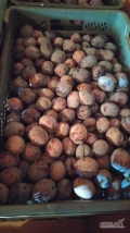 Sprzedam Lepoticę 2000kg
