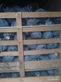 Witam, sprzedam kapustę czerwoną        0,8- 2,5 kg pakowana w worek 10 kg. Cena 1,60kg. Tel. 781194624