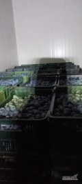 Sprzedam śliwki odmiany lepotica. Owoce schłodzone. Więcej informacji pod nr tel. 507 423 561 