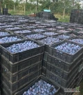 Kupie sliwke przemislowom minimum 20 000 kg z dowozem do Brna-cena 1,60 zlote , Trencina,Jihlavy,Prahi, Ceskych Budejovic, minimum 16 BRIX...