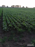Sprzedam buraka czerwonego,odmiana wodan ,boro.(okrągły).pakowane  w bb.wiecej info na tel.