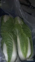 sprzedam kapuste pekinska mloda kaliber 0.9-2.3kg pakowana karton lub luz w ofercie kapusta mloda kalafior i ziemniak mlody