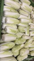 Kupię kapustę pekińską do 0.6 kg i 0.6 w górę najchętniej ilości tir 