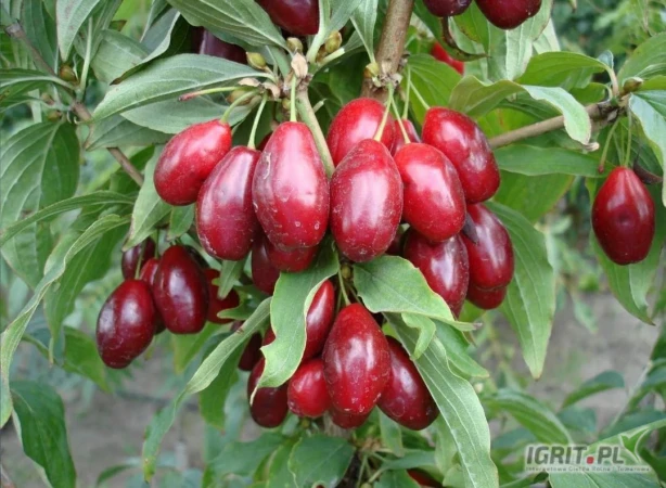 /images/posts/2025/07/2029057/kALERvakCqdJ7OMHmSiMoq0lk5FcQ9YAJJJcTl3w.jpeg