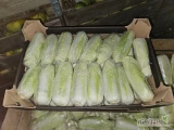 Sprzedam kapustę. Pekinska 0.3-0.5kg kontakt SMS cena 3zl