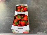 Sprzedam truskawkę tunelową z . Odmiany Hademar i Karima