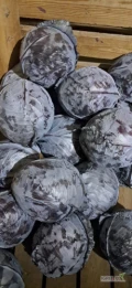 Sprzedam kapustę czerwoną 1-3kg ilości paletowe i tirowe