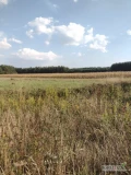 Witam kupię kukurydzę mokrą płatność gotówką przy odbiorze  
