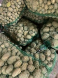 Sprzedam ziemniaki paszowe około 500 kg
