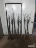 SPRZEDAM DRZEWKA DARK IDOL M9,M26,PRINS M9,GALA S.S M9, GOLDEN P.R M9, GOLDEN M9, MUN M9,KONFERENCJA PIGWA S1 