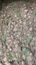Sprzedam seler nadający się do mycia kaliber  0,3 do 1 kg