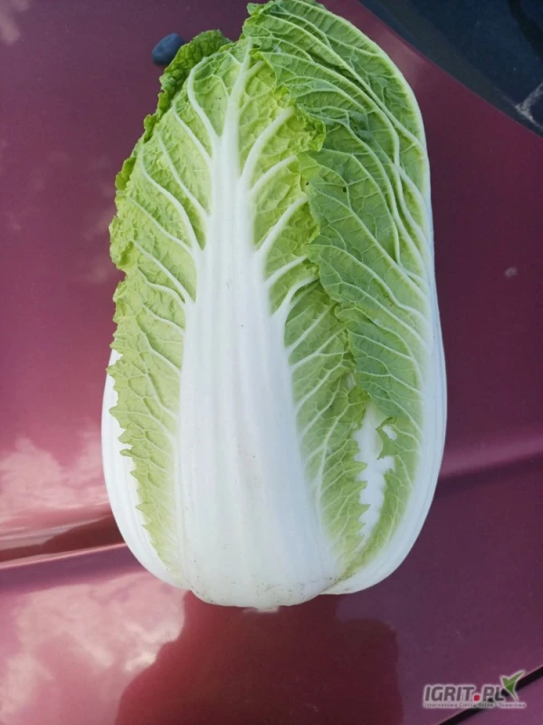 /images/posts/2025/06/2017386/oHIXPVlOaOCW7kihlRyxzKfjhpuX1PYxndBugLb8.jpeg