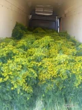 Koper na zestawy lub do kiszenia ogórków badania certyfikat transport 
