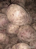 Sprzedam buraczki czerwone podłużne grube i okrągłe grube . 
