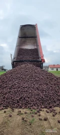 Sprzedam 500 ton buraka Monty 