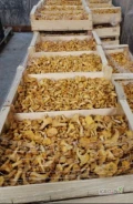 Sprzedam świeże kurki (pieprznik jadalny).&nbsp; Ilości hurtowe oraz paletowe. Pakowane pod zamówienie klienta. Możliwy transport do...