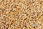 MAM DO SPRZEDANIA JĘCZMIEŃ PASZOWY OZIMY ZBIÓR 2025 W ILOŚCI OKOŁO 55 ton cena 730zł +vat 5% ZAKRZEW K.RADOMIA 3,5 KM OD ZJAZDU Z...