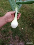 Sprzedam cebulę cukrowa 5 zł za kilogram 