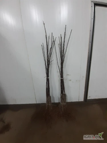 /images/posts/2025/03/1987330/4JqkPRAIpTPdrALghkjOeCP2FRm1rj1j6pMVApub.jpeg
