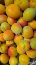 Sprzedam morele swiezy import 11 zl/kg op 5,kl luz kal 40mm+
