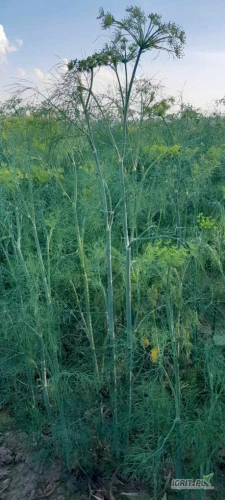 /images/posts/2024/07/1885654/YTgd0GFj8NRGy3WNfrVfQ9xmKCUxpMYNDnmCZDqp.jpeg