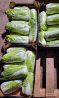 Sprzedam kapustę Pekińską 0.5-1.8kg ilości paletowe .Możliwość transportu 