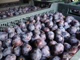 Kupię śliwkę fioletową z przeznaczeniem na alkohol, może być miękka, po gradzie, brak norm jakościowych byle bez...