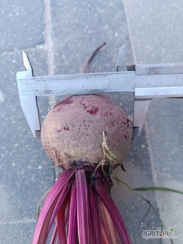 /images/posts/2025/07/2029897/emk5uqK5zszcEfMRJsycs5VsKanpHelHu5HDyQvv.jpeg