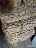 Sprzedam ziemniaki kaliber jak sadzeniak odmiana Lord pakowane po 30 kg. Więcej inf pod nr