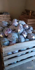 Sprzedam kapustę czerwona około 20ton waga 1-3kg