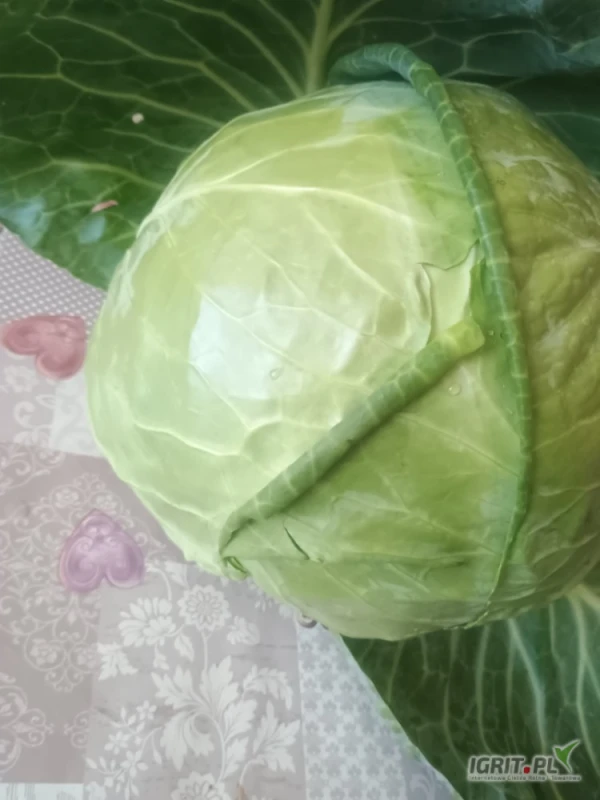 /images/posts/2025/07/2029935/498VM03XtXJSw3FrygqJKTtda0CrUS1DCNuAICXV.jpeg