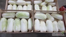 Sprzedam kapustę pekińską 0,3-1,6kg. Badania na pozostałości. Towar dostępny od 10 stycznia.