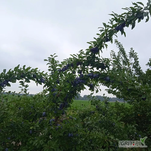 /images/posts/2024/07/1890073/tzZalMQTAHjpbTZWzh2z2WjUIK1aNwWn3J5K1bIs.jpeg