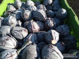 Sprzedam 4t kapusty czerwonej 1.5-2.5kg opakowanie do uzgodnienia, zapraszam. 