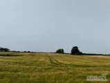 Sprzedam 100 ton jęczmienia ozimego zbiór 2025 w cenie 750złnetto/tone faktura VAT Myślibórz 606107911