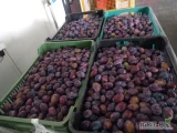 Sprzedam śliwę węgierkę w ilości 4000 kg, oraz lepotice w ilości 2500 kg. Cena 3,00, oraz 2,50 zł.
