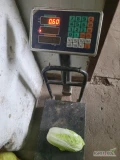 Sprzedam ok. 400kg drobnej pekińskiej 0.4-0.65kg zapraszam do kontaktu. 