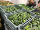 Sprzedam ogórka gruntowego kaliber 6-9,9-12