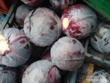 Sprzedam kapustę czerwoną młodą kaliber 0.8 do 2.5 kg opakowanie pod zamówienie worek , skrzynia ,kartonboks więcej informacji...