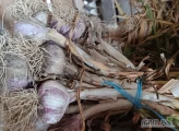 Witam sprzedam czosnek ozimy Harnaś różne rozmiary cena zależna od rozmiaru czosnku możliwość wysyłki.  Na brudno z obszaru 1.5 h