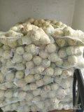 Sprzedam selera brudny lub myty kal. 03-1.1 kg więcej inf .pod tel