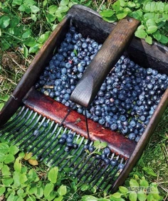 Dzien dobry,  kupie jagode lesna na mrozenie.     99-150 grabow 