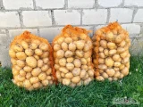 Sprzedam ziemniaki młode - odmiana Riwiera. Kopane pod zamówienie. Cena 20 zł - 15kg - do negocjacji 